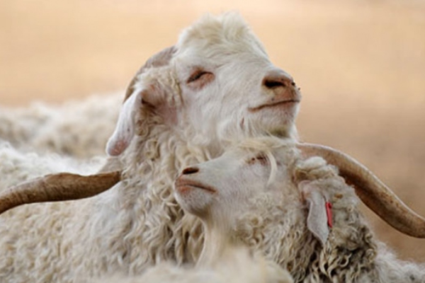 Angora (Ankara-Tiftik) Keçisi