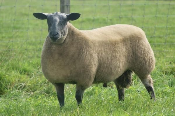 Bleu Du Maine Sheep