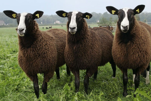 Zwartbles Sheep