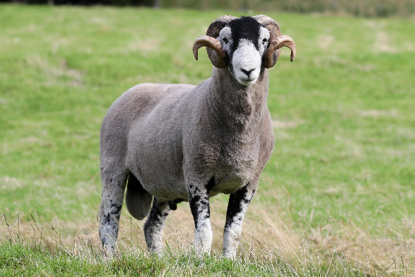 Swaledale Sheep