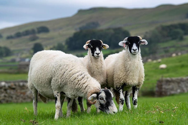 Swaledale Koyunu