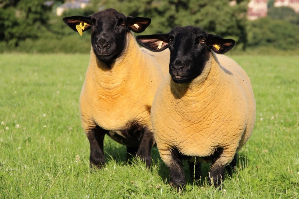 Suffolk Sheep Suffolk Sheep