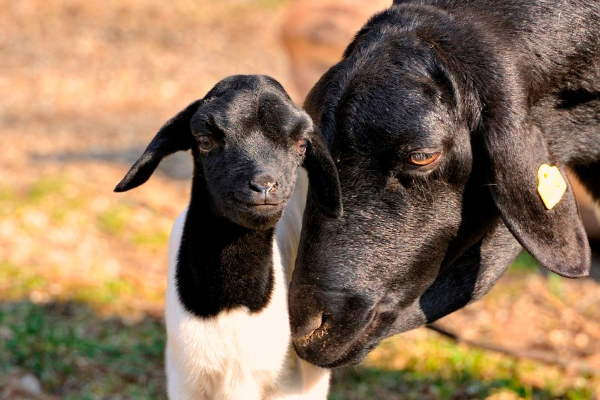 Somali Sheep