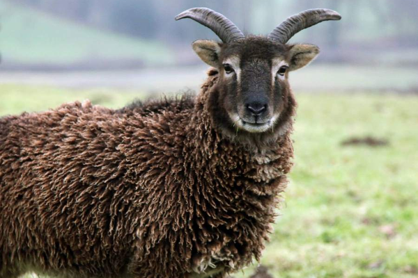 Soay Sheep