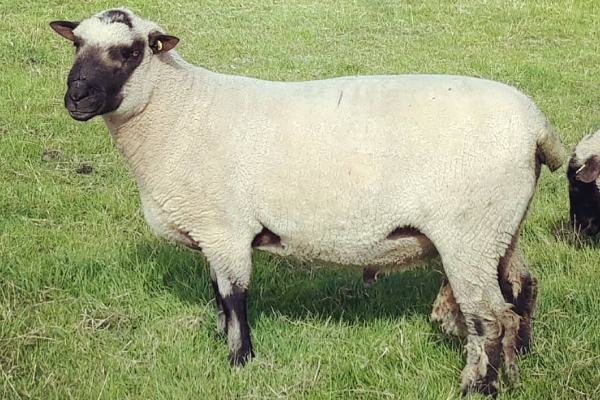Shropshire Koyunu