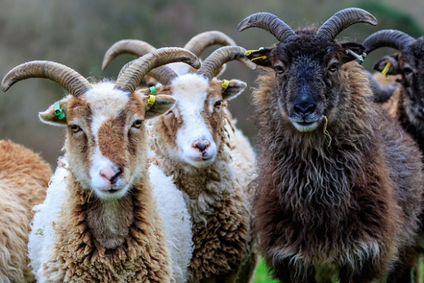 Soay Sheep Soay Sheep