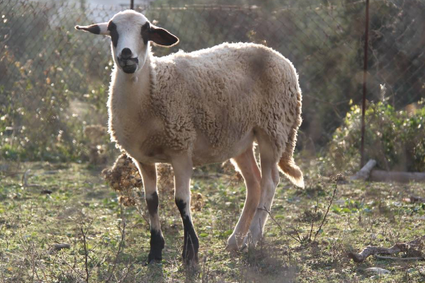 Skopelos Sheep