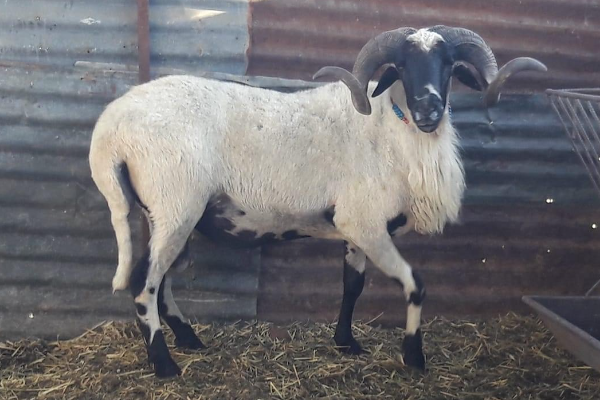 Sakiz Sheep