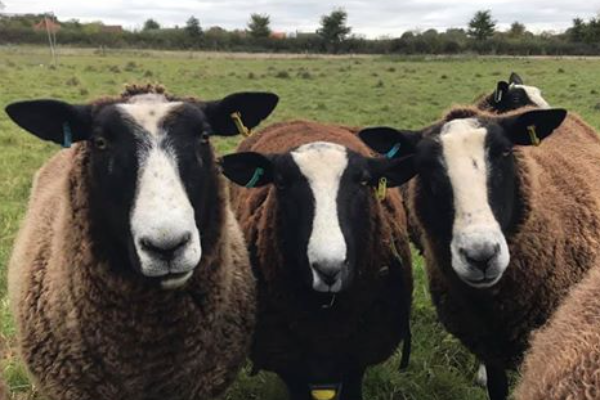 Zwartbles Sheep