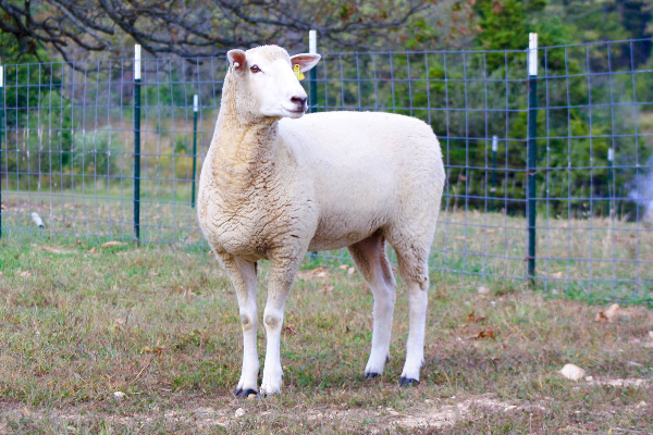 Montadale Sheep