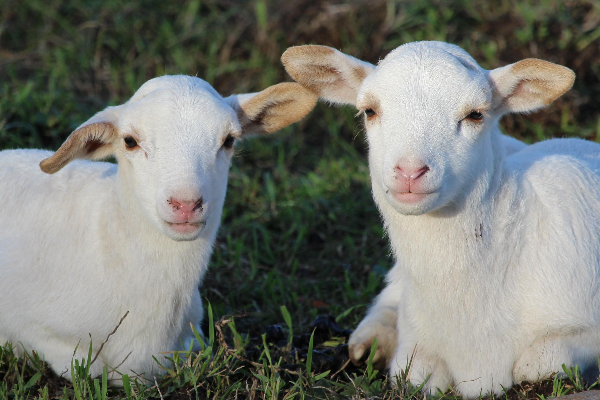 Montadale Sheep