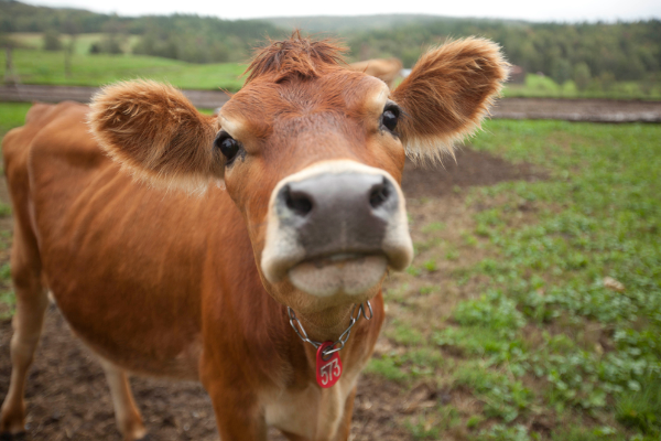 Все, что нужно знать о содержании карликовой джерсейской породы коров