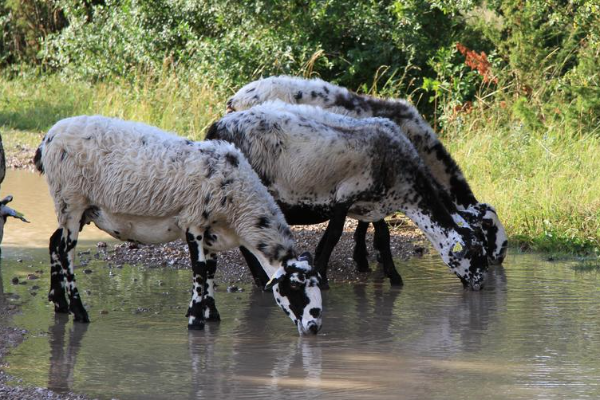 Istrian Pramenka Sheep