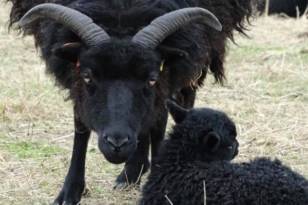 The 4 hoгned “Hebridean Sheep” sheep it’s majestic and still looks quite satanic