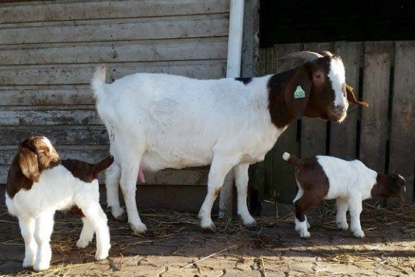 Бурская коза