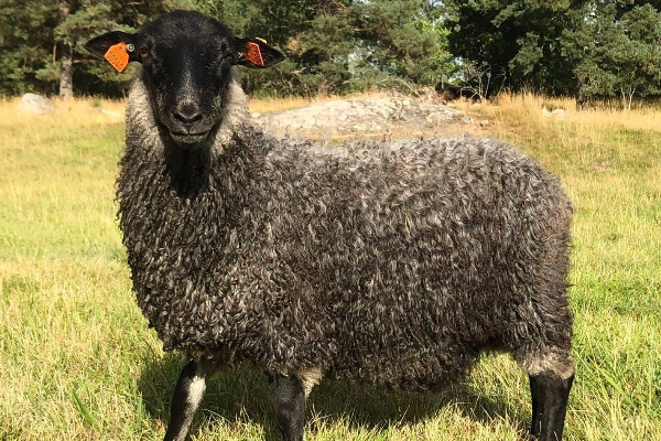 Gotland Sheep