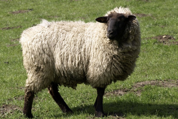 Gorky plemeno ovcí: popis a charakteristika, pravidla chovu