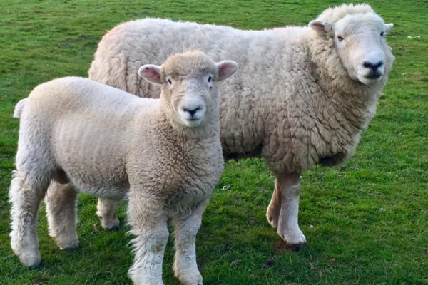 Devon Closewool Sheep