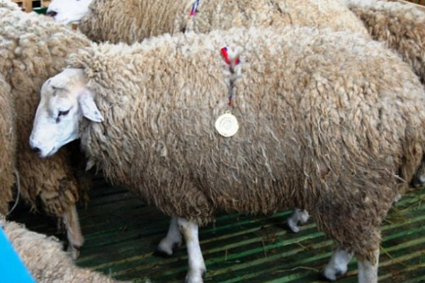 Южная мясная порода овец: характеристики, продуктивность, содержание и разведение, отзывы