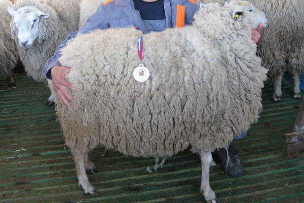 Южная мясная порода овец: описание, характеристики, продуктивность, содержание и отзывы