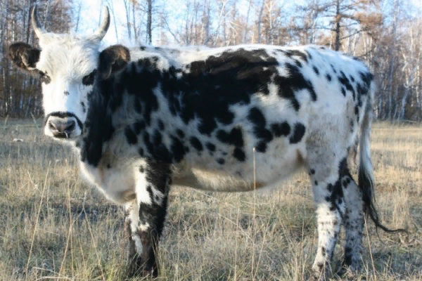 Yakutian Cattle Wikipedia | informacionpublica.svet.gob.gt