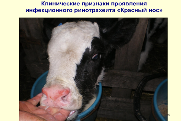 Инфекционный ринотрахеит крупного рогатого скота — Википедия