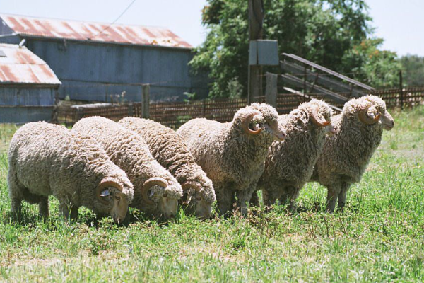 Merino Sheep