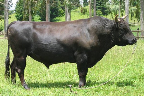 Wagyu Cattle