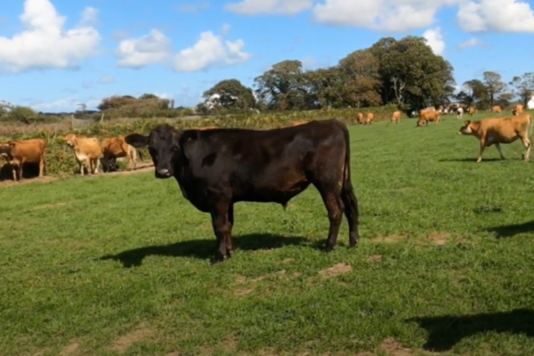 Angus Cattle