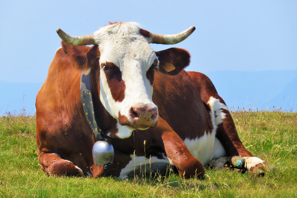 Abondance Cattle