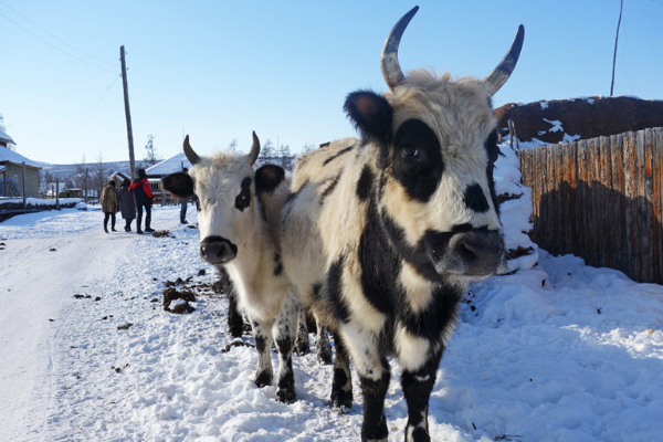 Yakutian Cattle Wikipedia | informacionpublica.svet.gob.gt