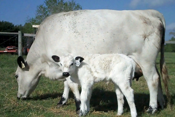 British White Cattle