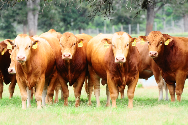 Akaushi Cattle