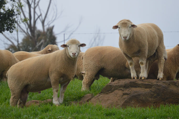 Dormer Sheep