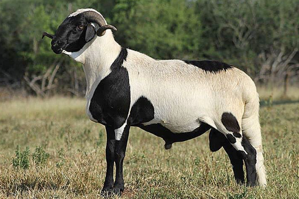 Damara Sheep