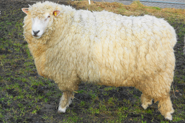 German Whiteheaded Mutton Sheep