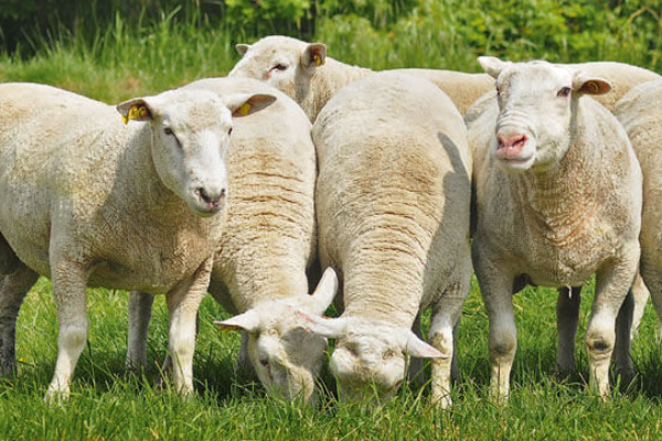 German Whiteheaded Mutton Sheep