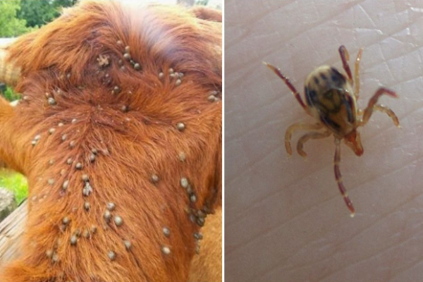 Lice In Cattle