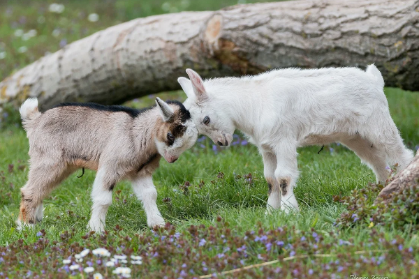 Что дает использование комбикормов для коз «Feed&Life»