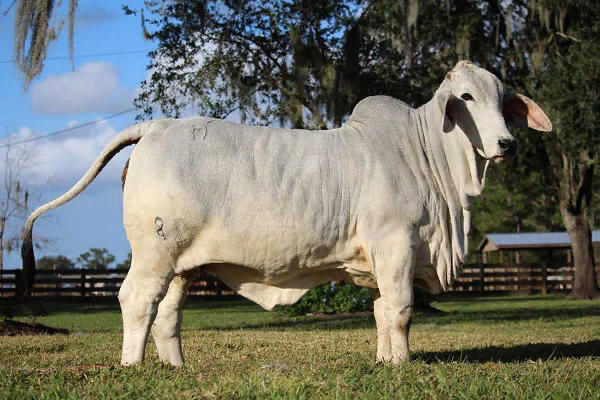 Brahman Cow Color - All About Cow Photos