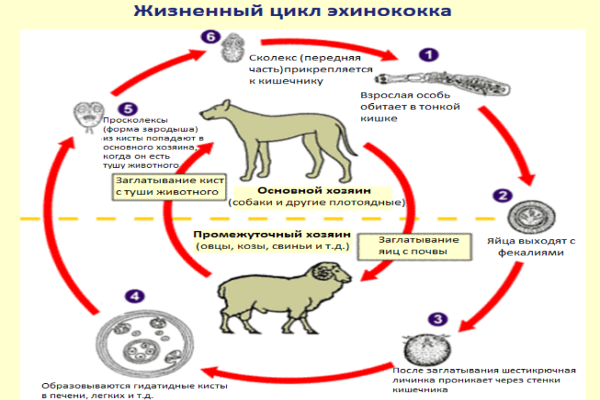 Эхинококкоз в говяжьей печени фото