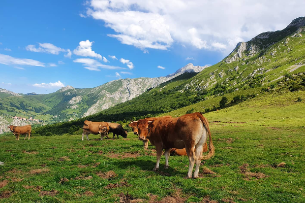 Asturian Mountain Cattle