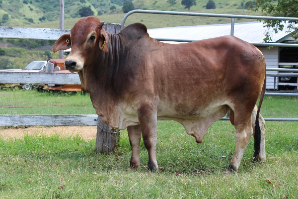 Australian Friesian Sahiwal