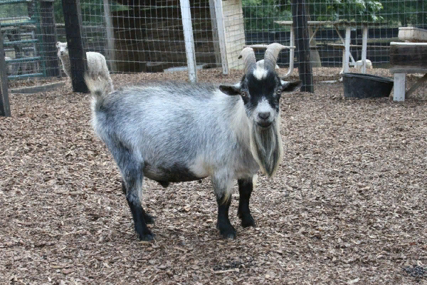 Pygmy Goat (Cameroon Dwarf Goat)