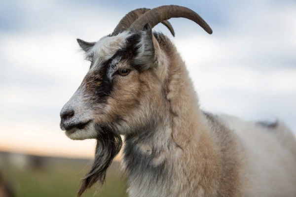 Icelandic Goat