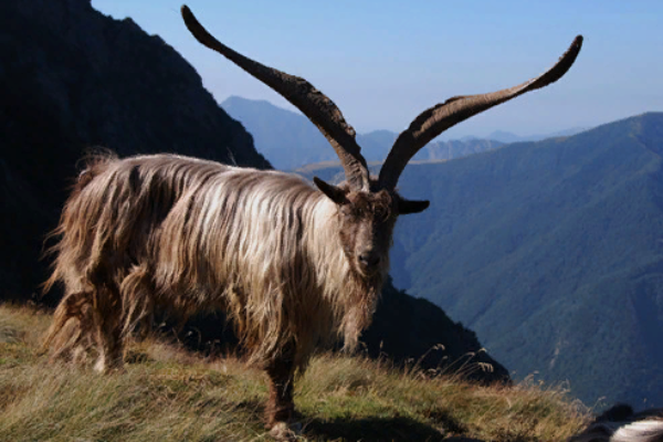 Orobica Goat
