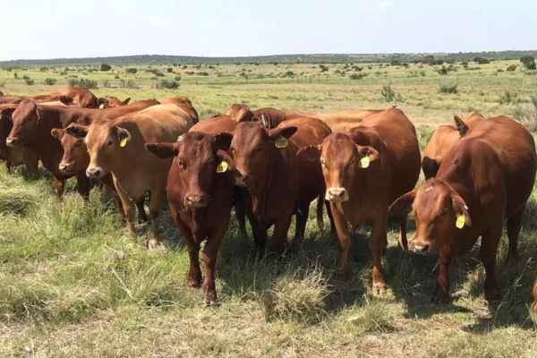 Beefmaster Cattle