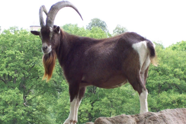 Thuringian Goat