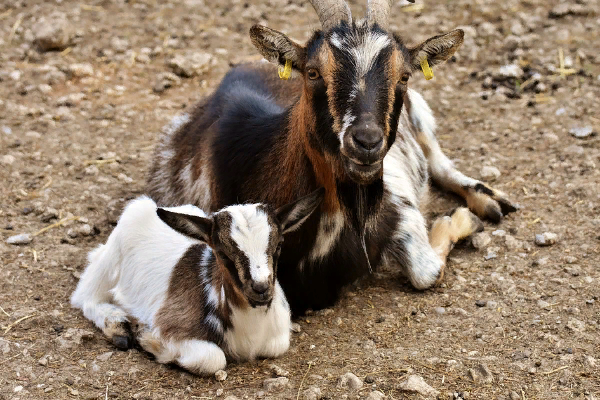 Majorera Goat (Fuerteventura Goat)