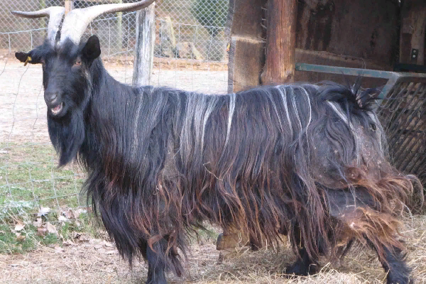 Pyrenean Goat